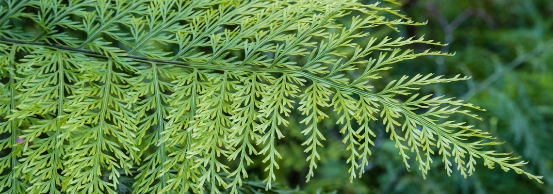 Asplenium bulbiferum Banner Image.jpg